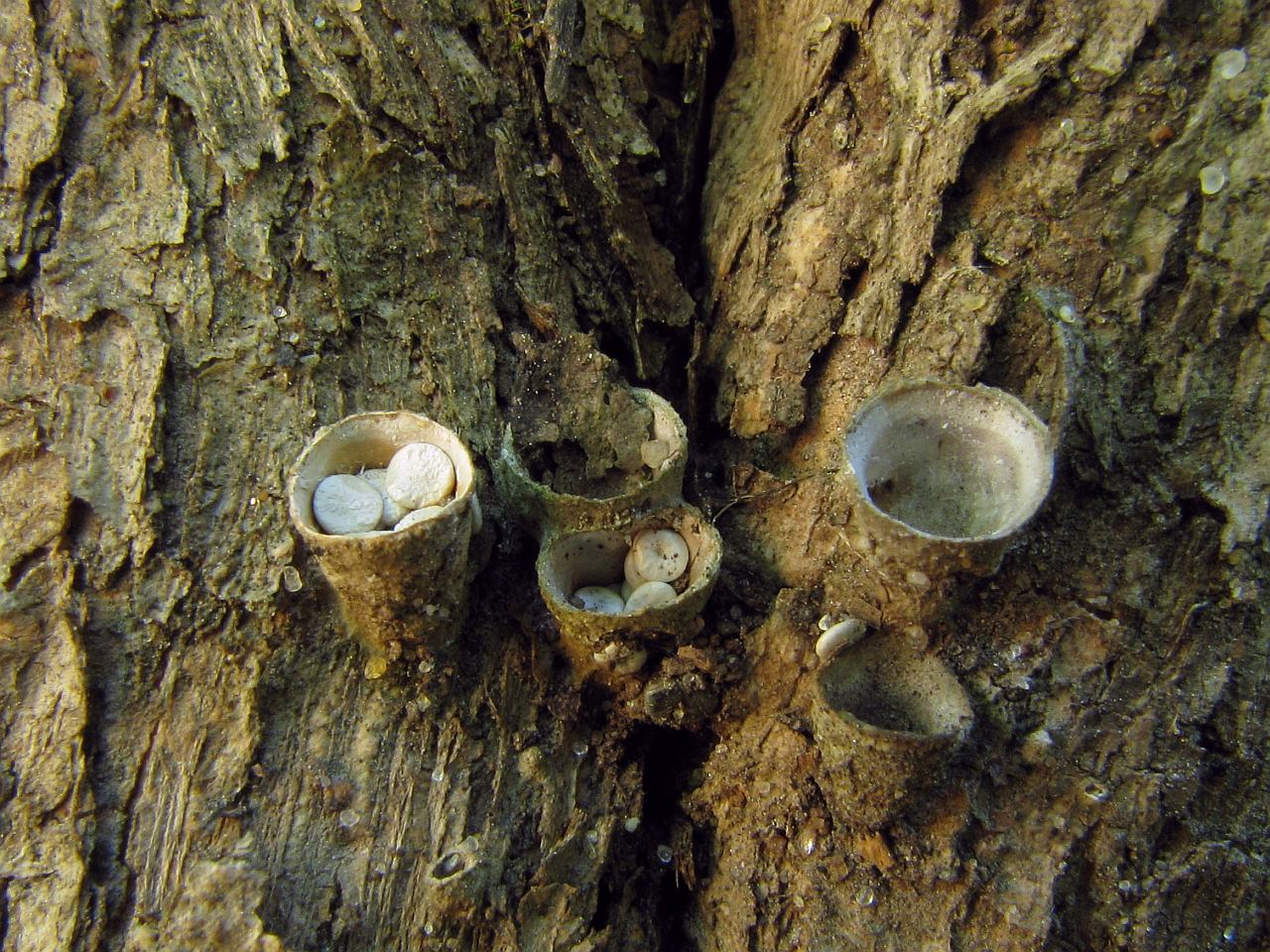Crucibulum laeve