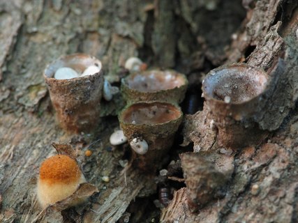 Crucibulum laeve