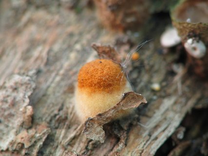 Crucibulum laeve