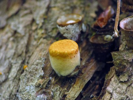 Crucibulum laeve