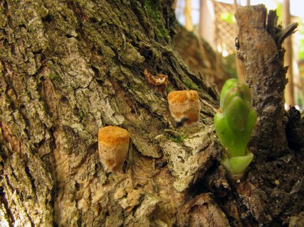 Crucibulum laeve