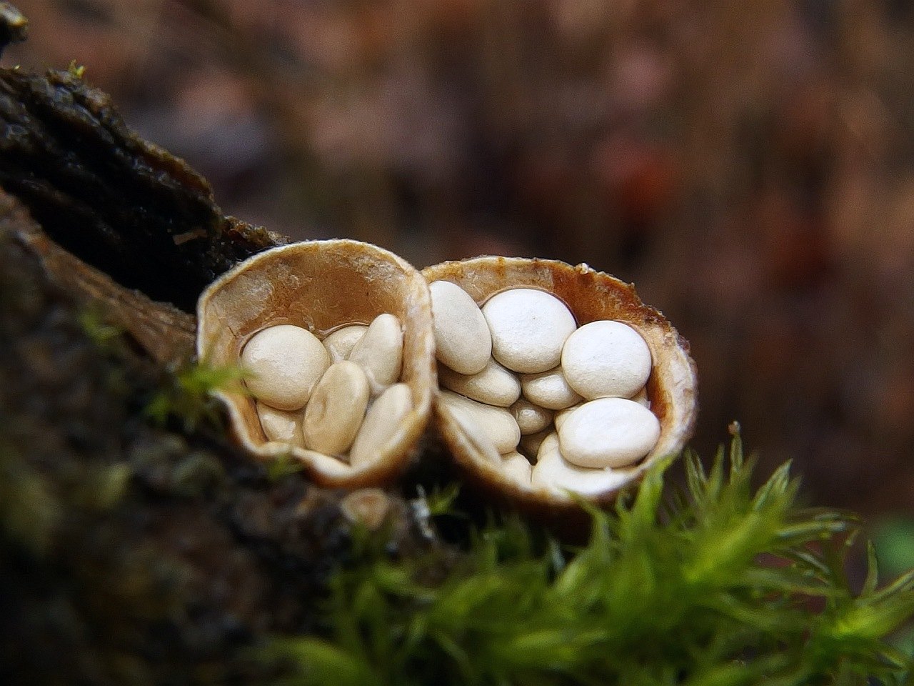 Crucibulum laeve