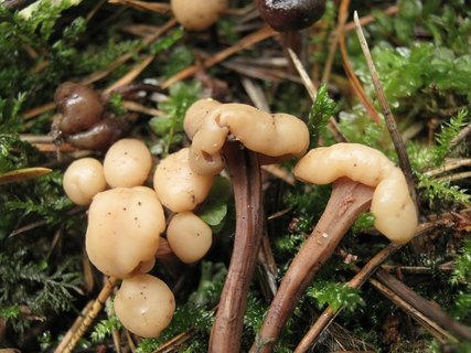 Cudonia circinans