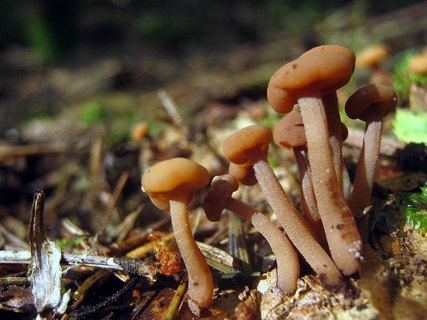 Cudonia circinans