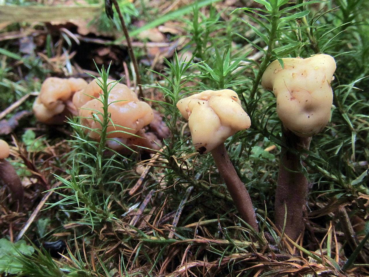 Cudonia circinans