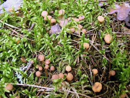 Cudonia circinans