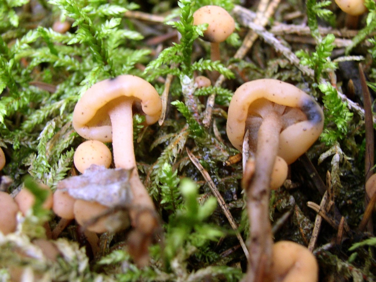 Cudonia circinans
