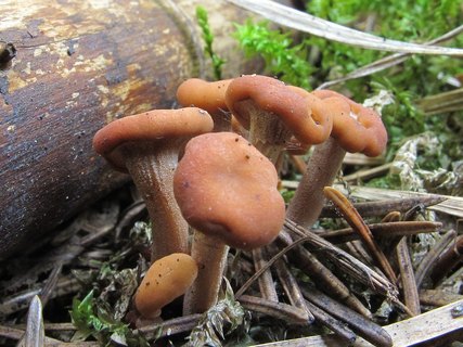 Cudonia circinans