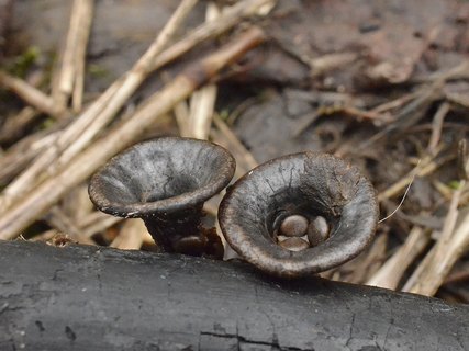 Cyathus olla