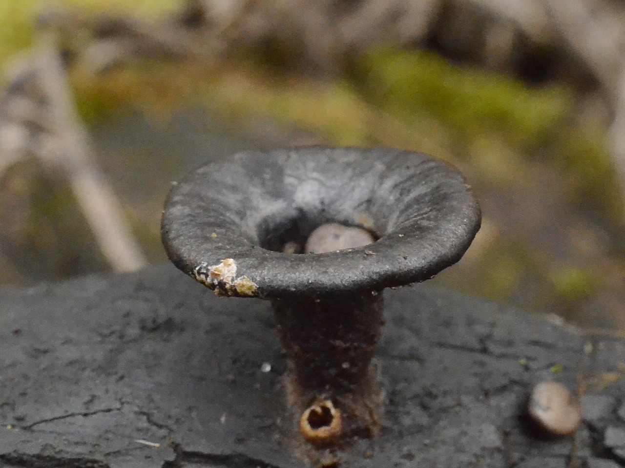 Cyathus olla