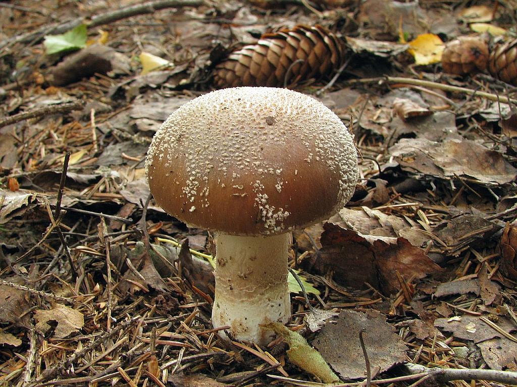 Amanita excelsa