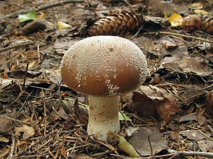 Amanita excelsa
