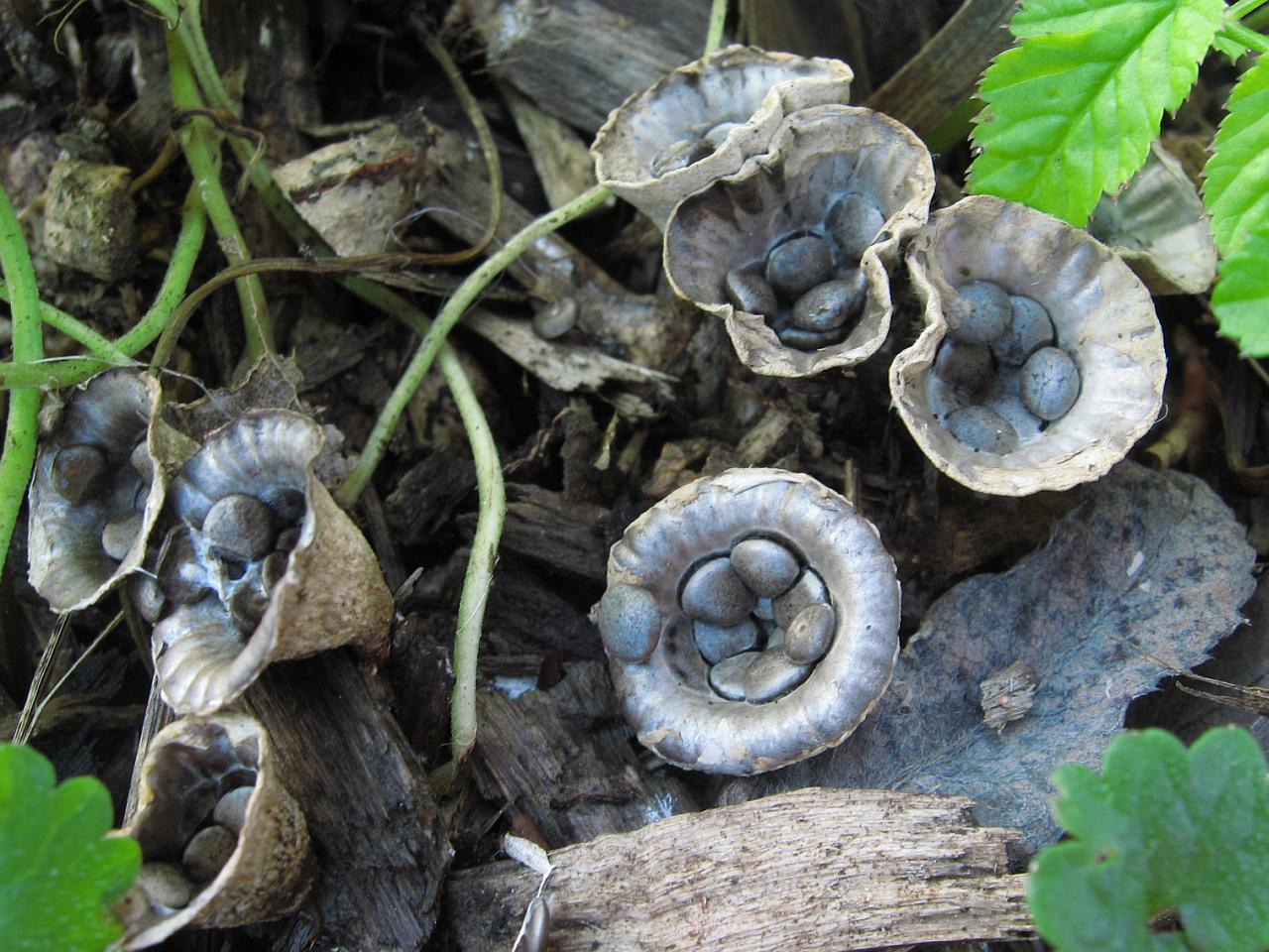 Cyathus olla