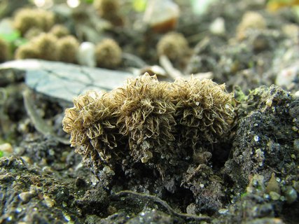 Cyathus striatus