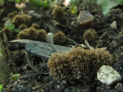 Cyathus striatus