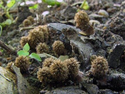 Cyathus striatus