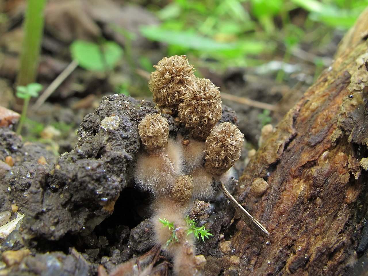 Cyathus striatus