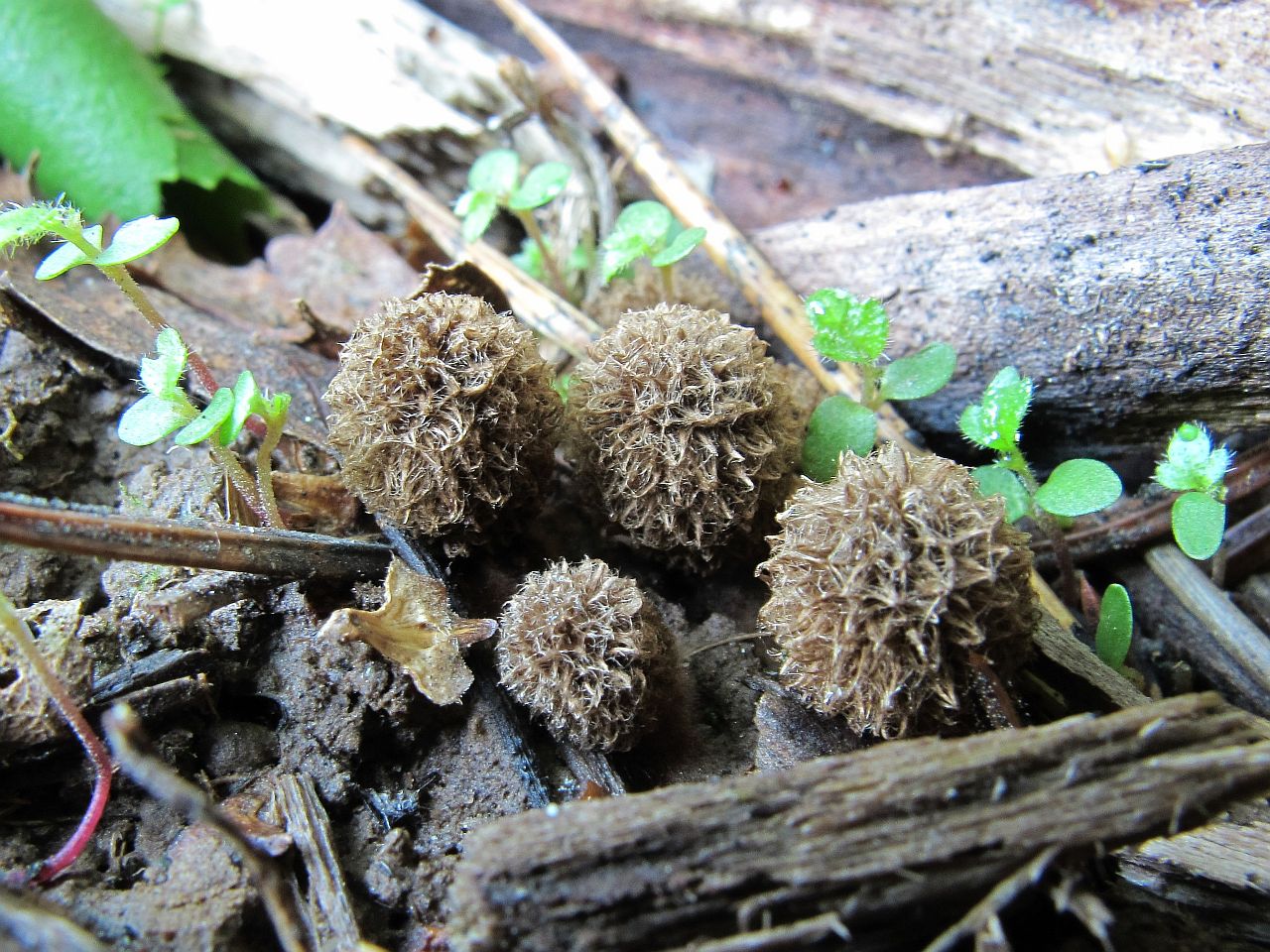 Cyathus striatus