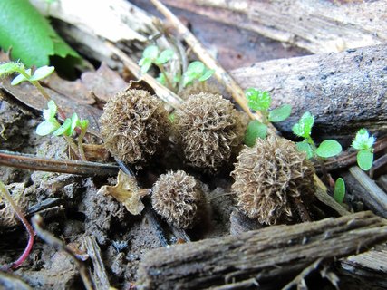 Cyathus striatus