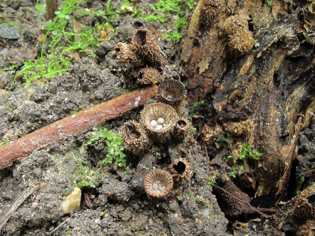 Cyathus striatus