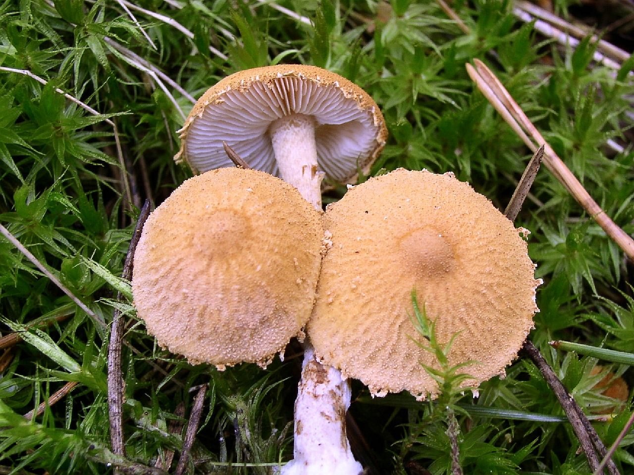 Cystoderma