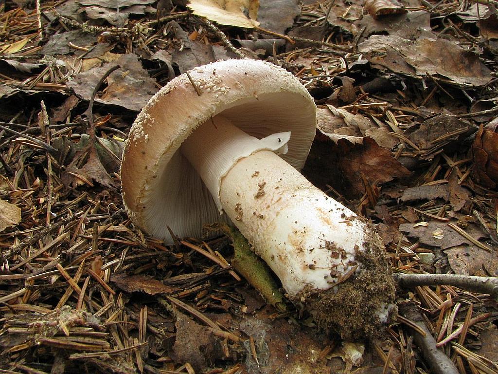 Amanita excelsa