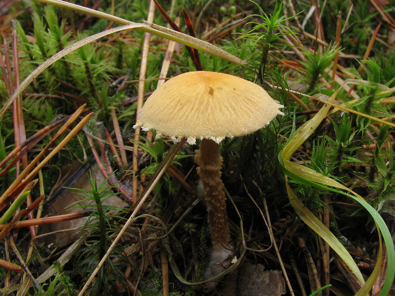 Cystoderma amianthinum
