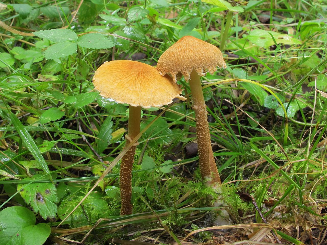 Cystoderma amianthinum
