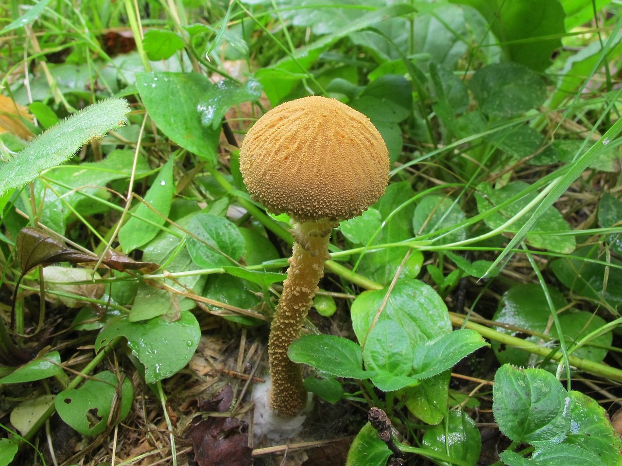 Cystoderma amianthinum