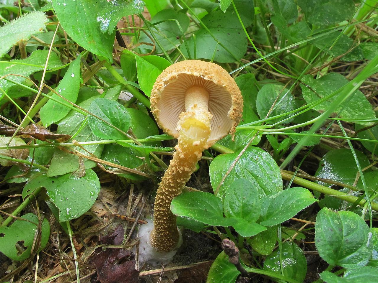 Cystoderma amianthinum