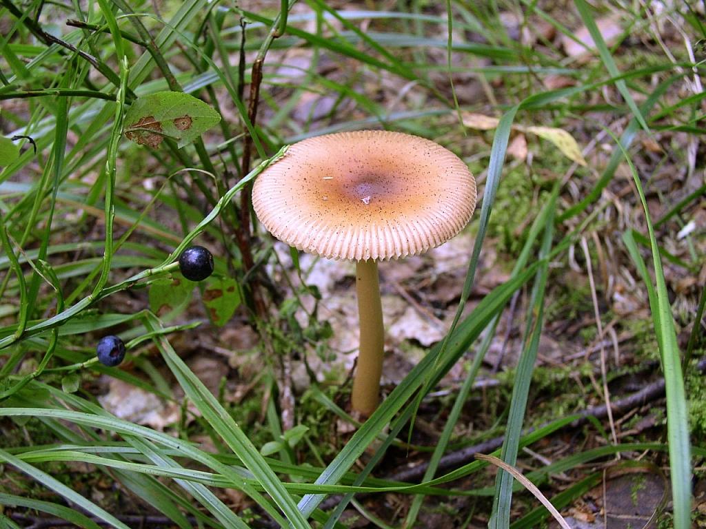Amanita fulva