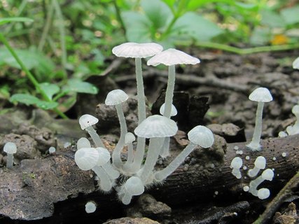 Delicatula integrella
