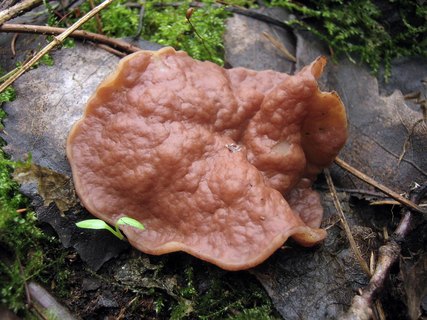 Discina ancilis