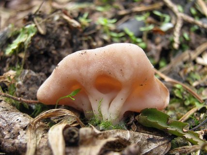 Discina ancilis