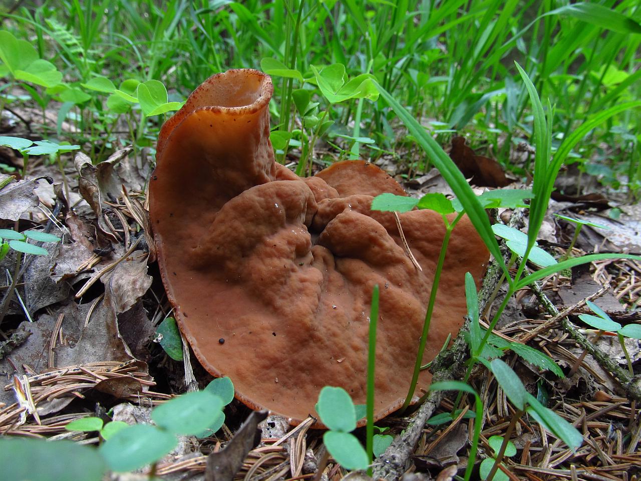 Discina ancilis