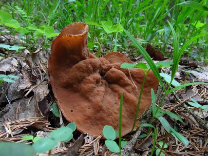 Discina ancilis