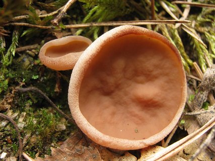 Discina ancilis