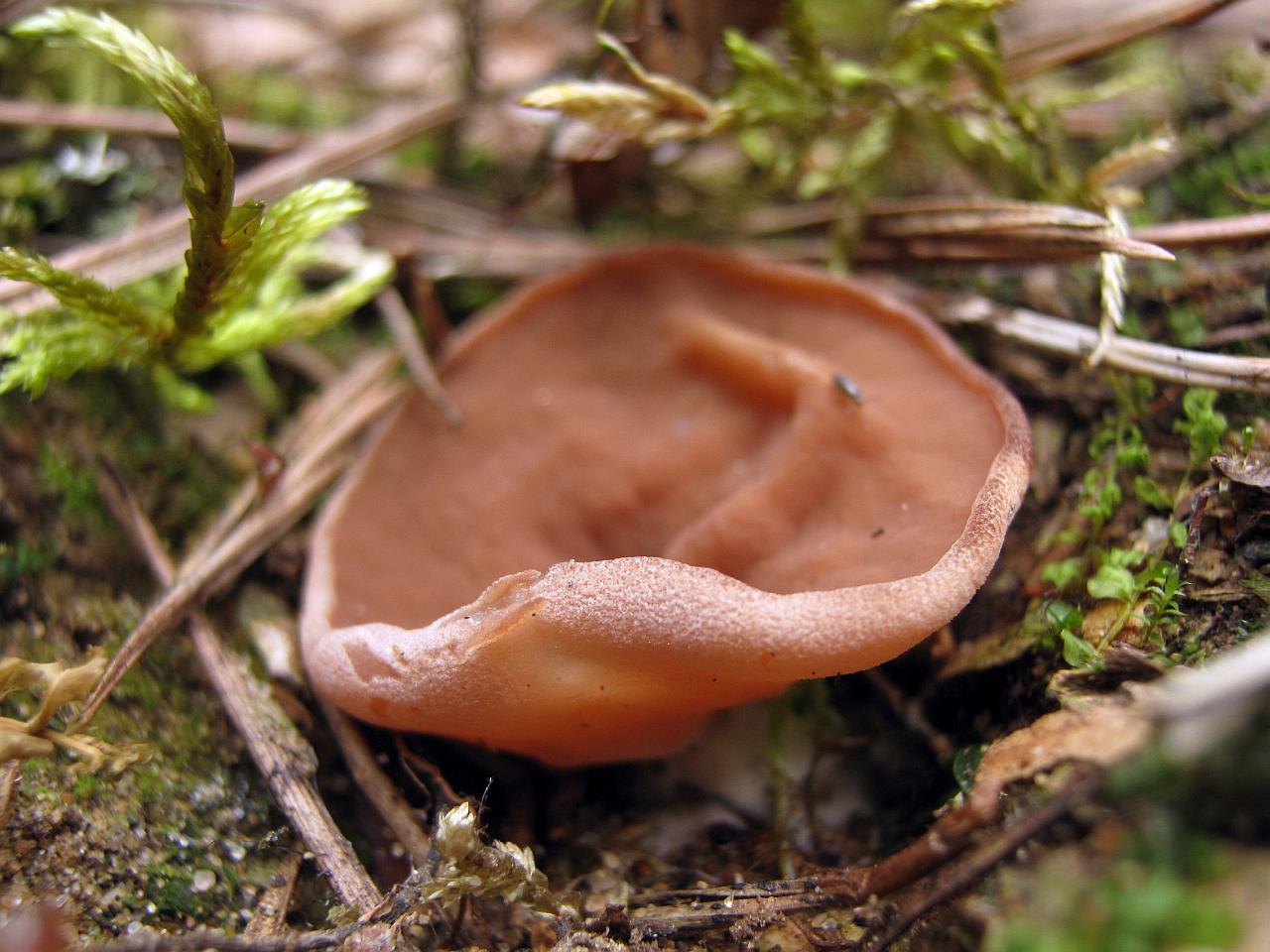 Discina ancilis