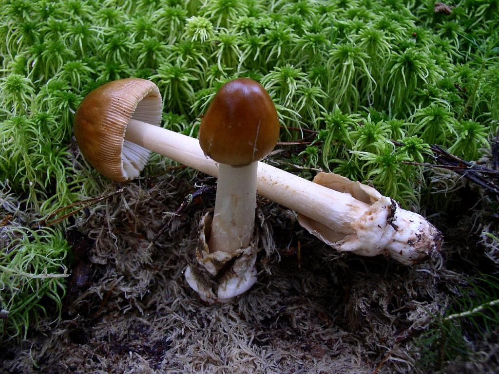 Amanita fulva