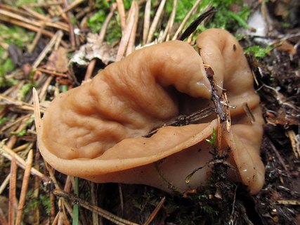 Discina ancilis