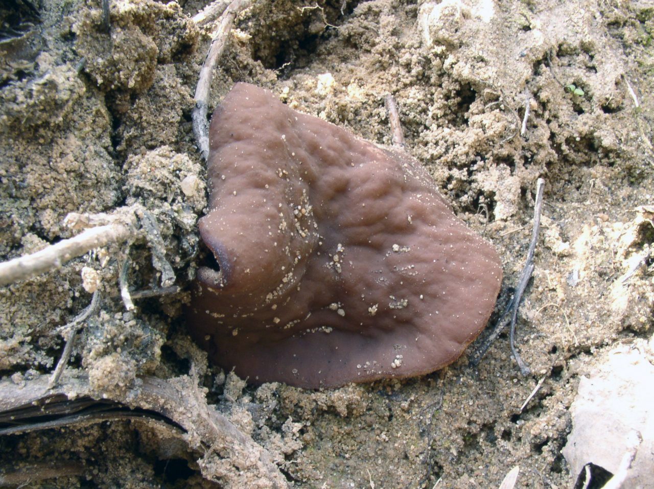 Discina ancilis