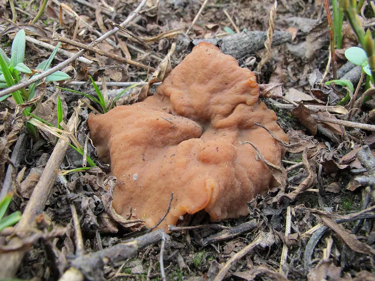 Discina ancilis