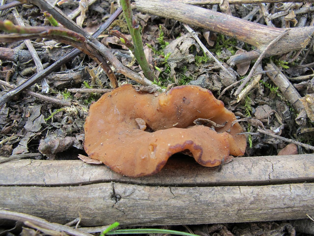 Discina ancilis