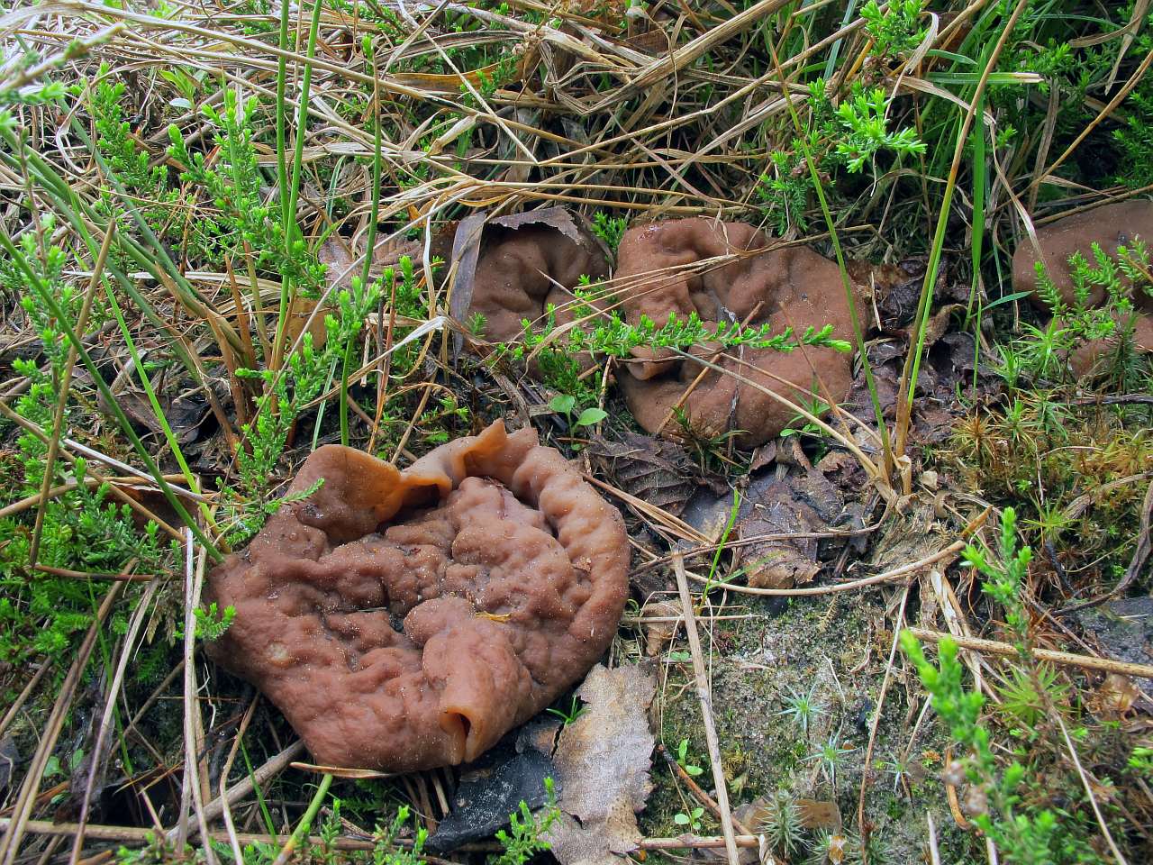 Discina ancilis
