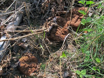 Discina ancilis