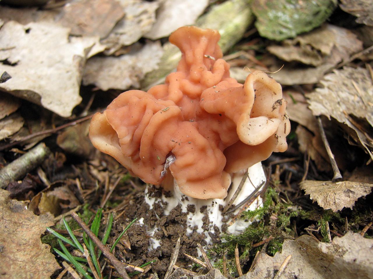 Discina fastigiata