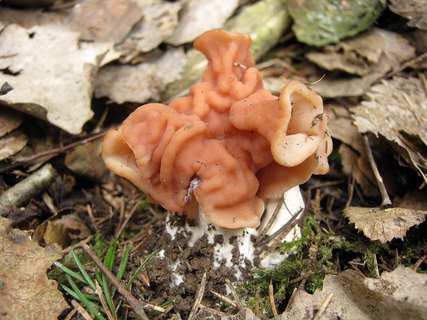 Discina fastigiata