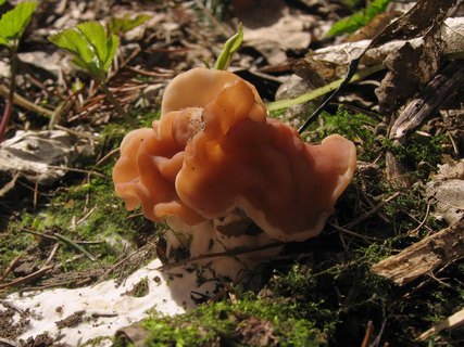 Discina fastigiata