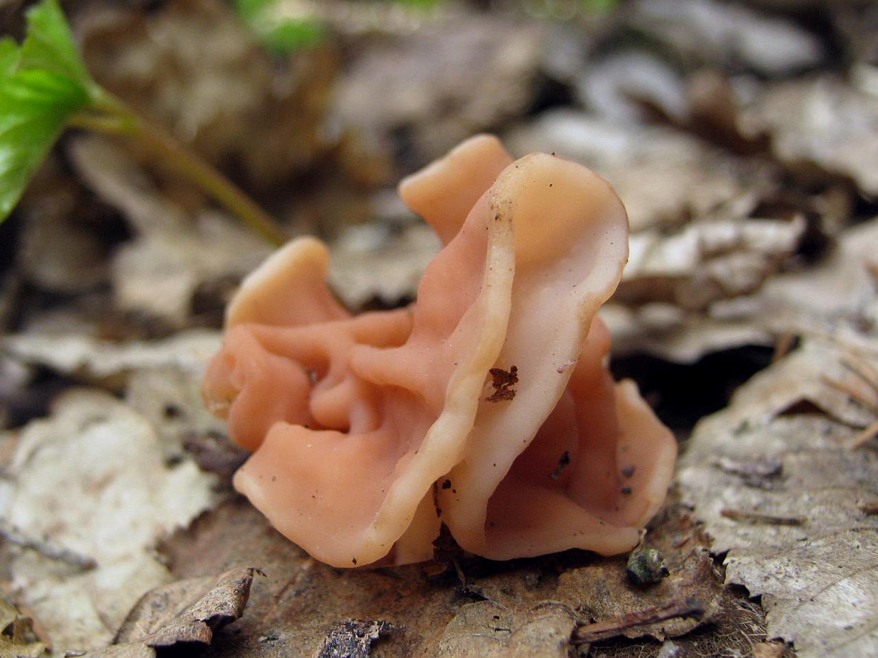 Discina fastigiata
