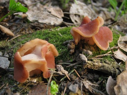 Discina fastigiata